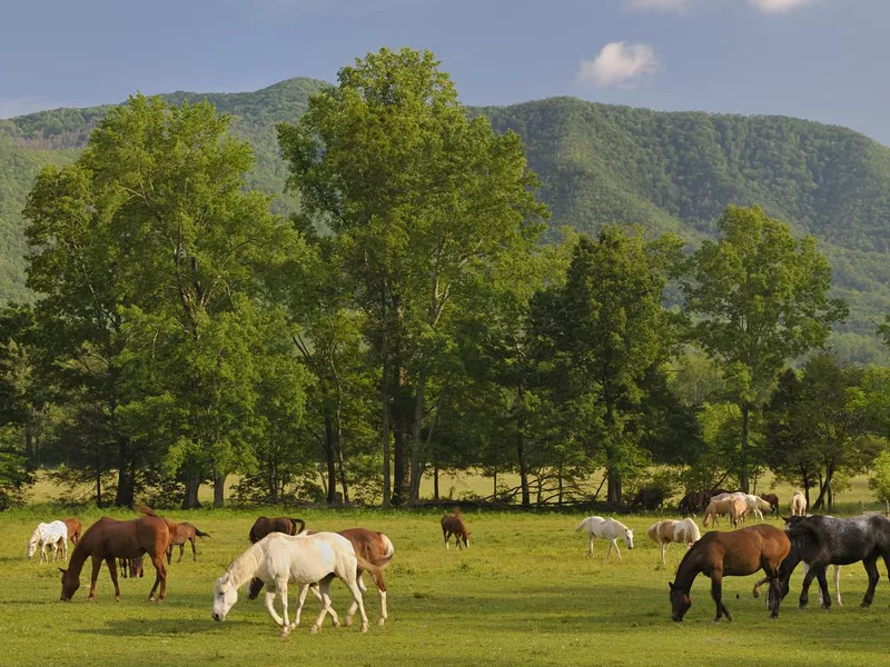 Horses in Smoky Mountains Cades Cove, Tennessee