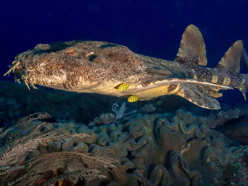 Wobbegong Shark