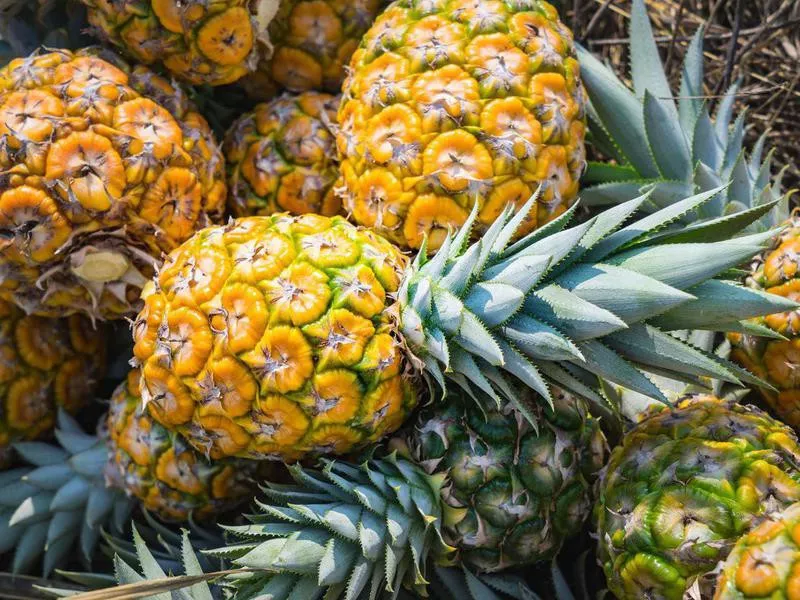 Pineapple in farm