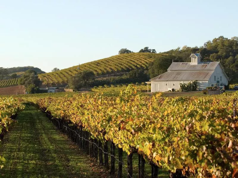 Vineyard in Napa Valley