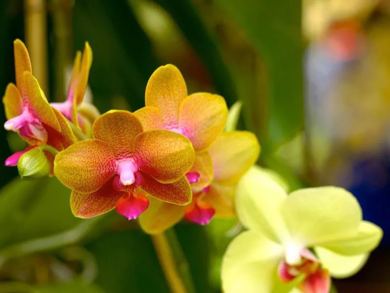 Orchid flowers