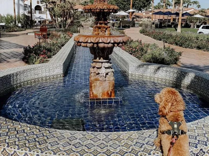 Dog traveling in La Quinta, California