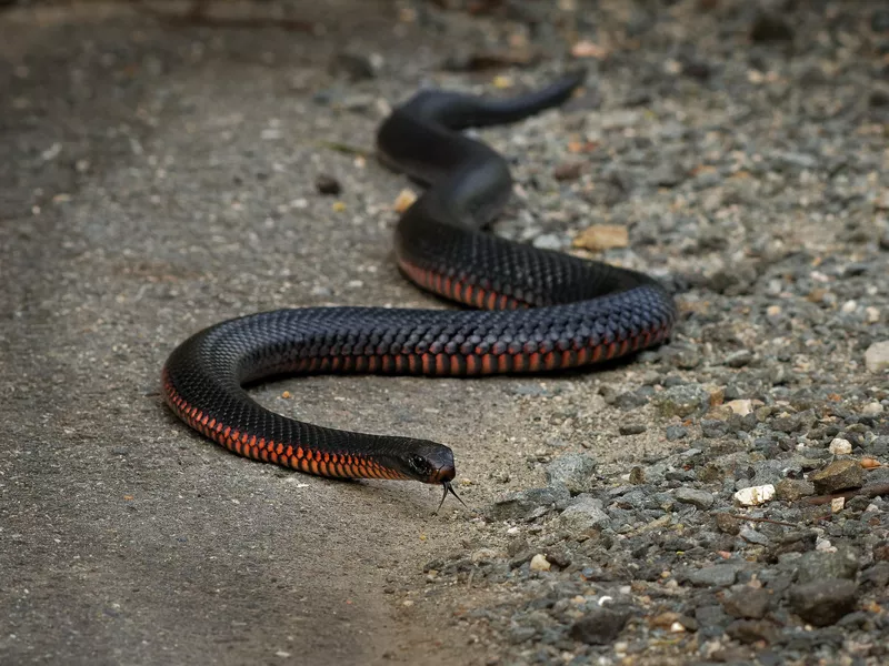 Red-bellied Black Snake