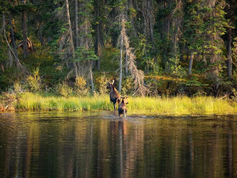 Moose in Talkeetna, Alaska