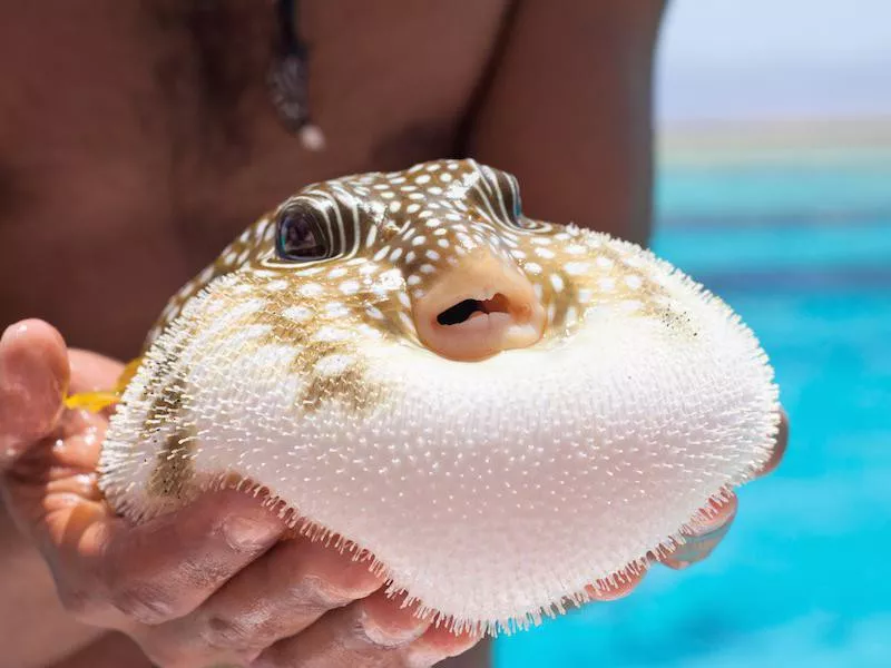 Pufferfish