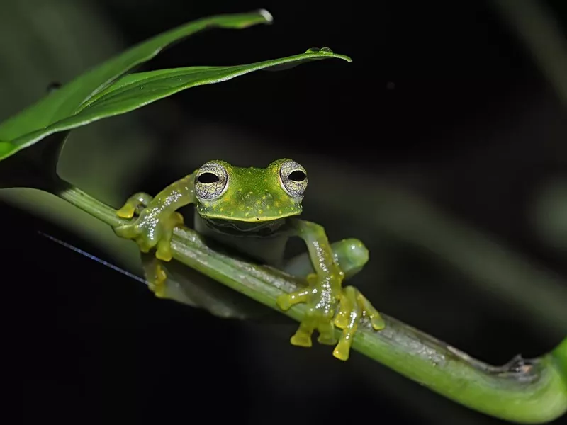 Emerald glass frog on a night tour in Monteverde