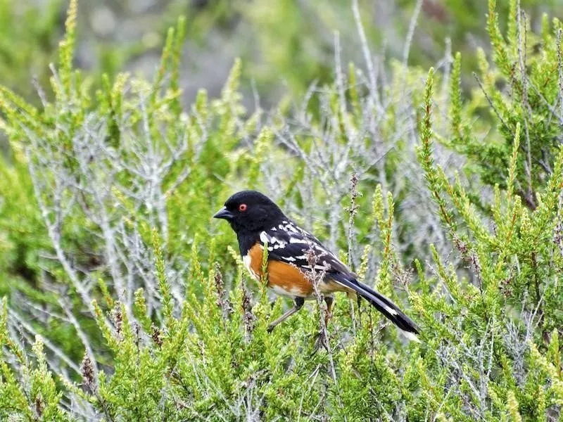 California Towhee