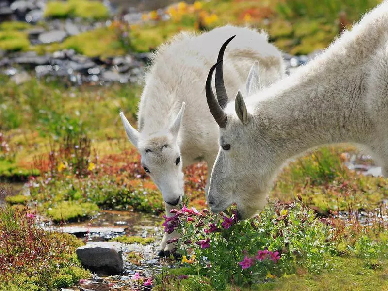 Mountain goats at Glacier National Park