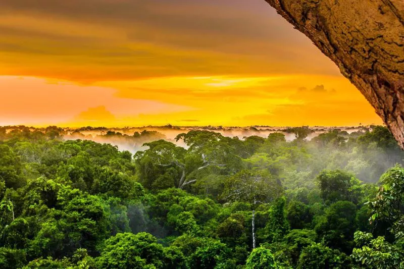 Amazon Rainforest