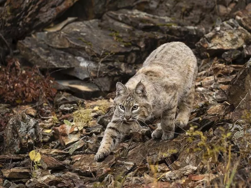 Bobcat