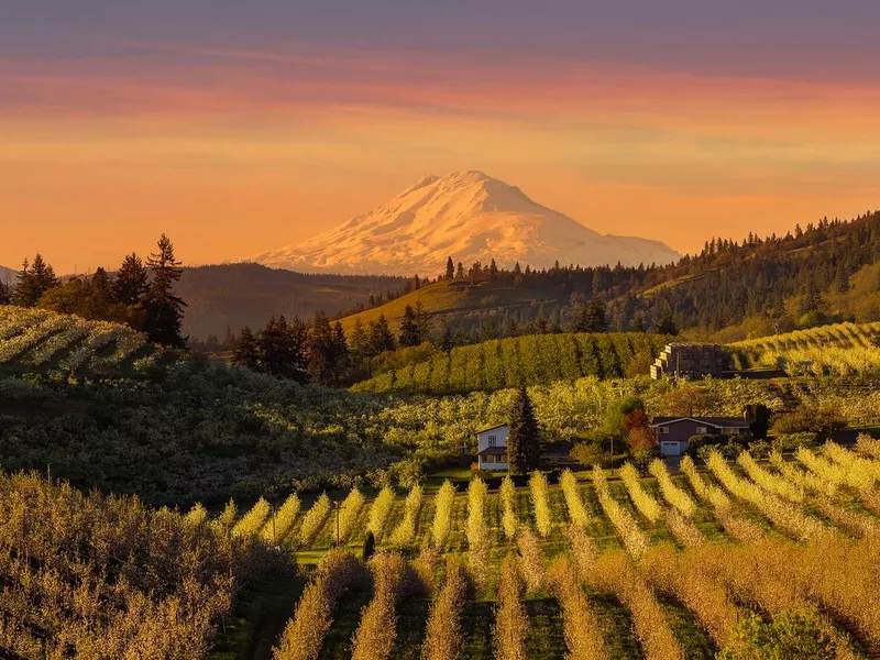 Golden sunset over Mount Adams and Hood River Valley pear orchards springtime