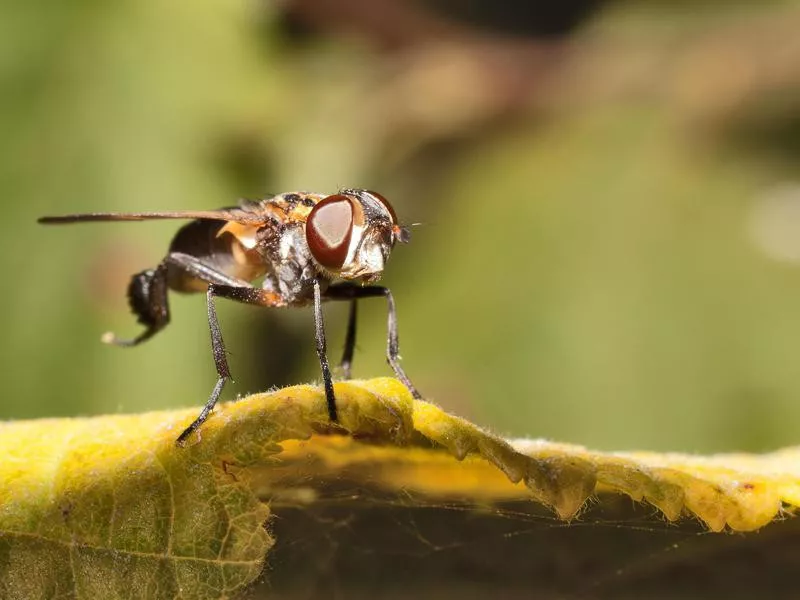 Tsetse fly on leaf