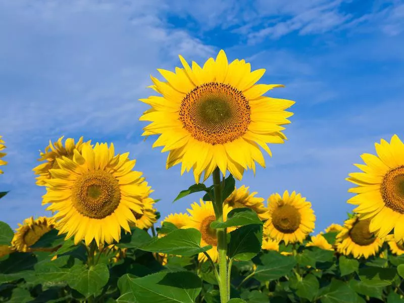 sunflowers