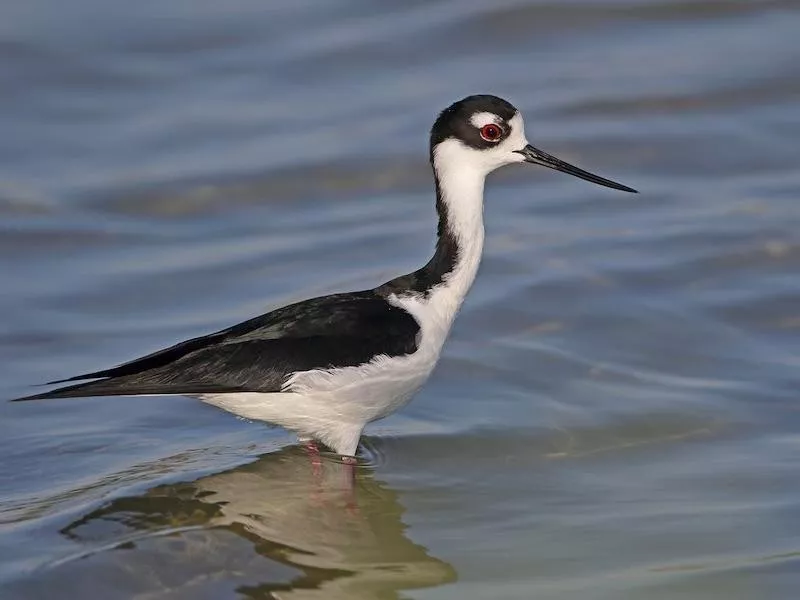 Black-necked Stilt