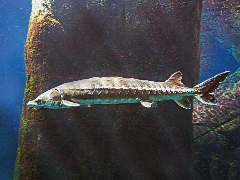 Lake Sturgeon