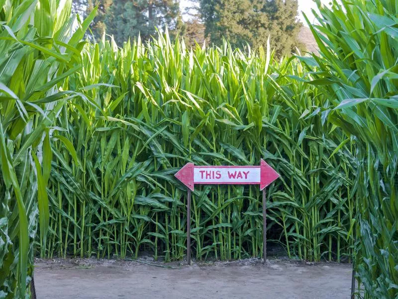 Corn maze