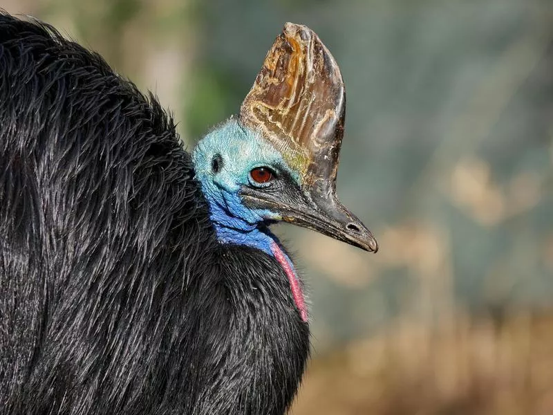 Cassowary