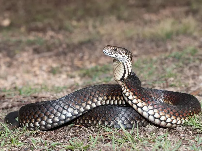 Lowland copperhead