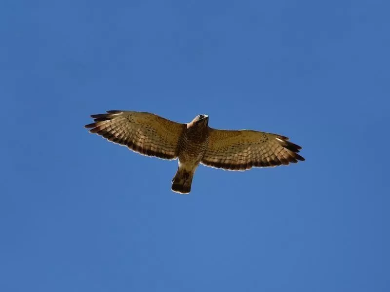 Broad-winged Hawks