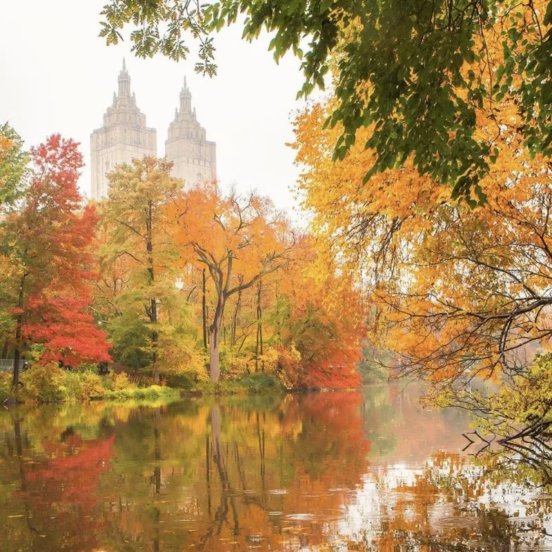 Fall leaves at Central Park