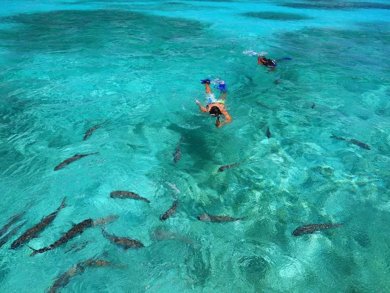 Snorkeling with sharks