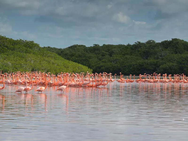 Pink flamingos in Celestun, Mexico