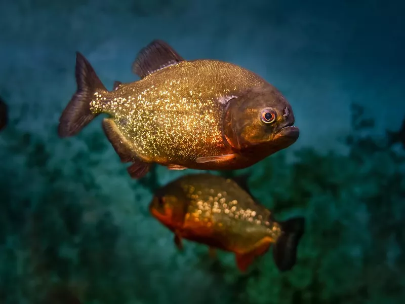 River piranhas swimming threateningly in a dark river.