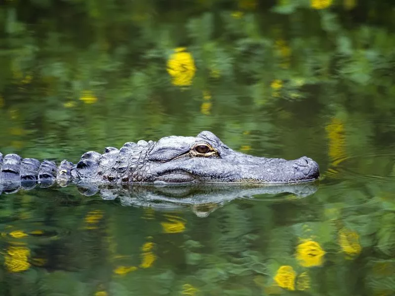 Alligator