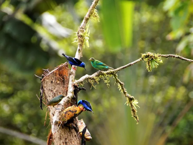 Costa Rica