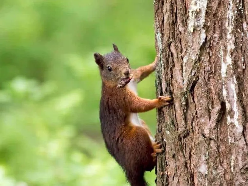 Squirrel climbing a tree