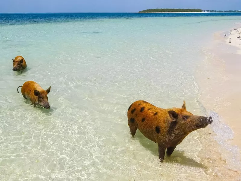 Pig Beach in the Bahamas