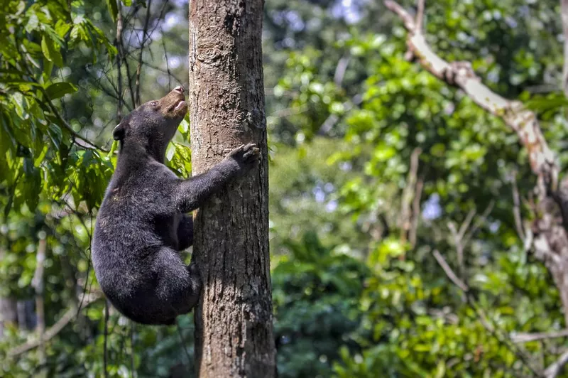 Sun Bear climbing tree