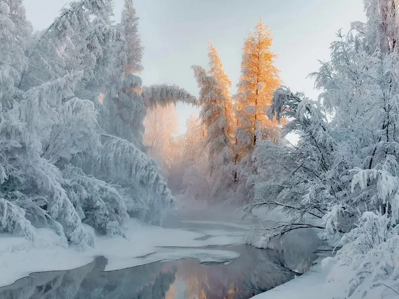 Trees in Oymyakon