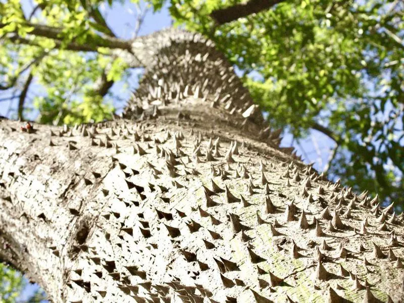 Ceiba speciosa