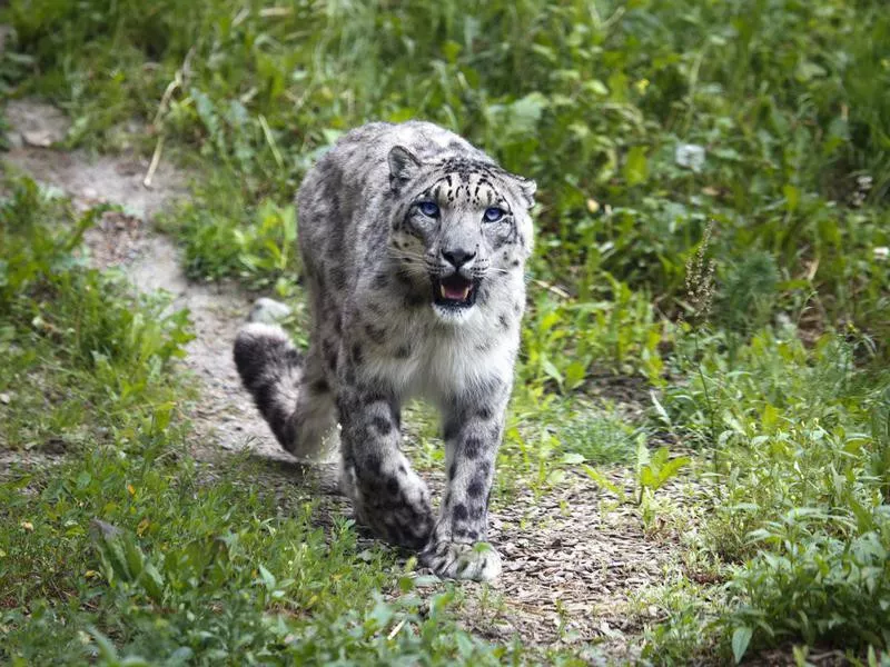 snow leopard