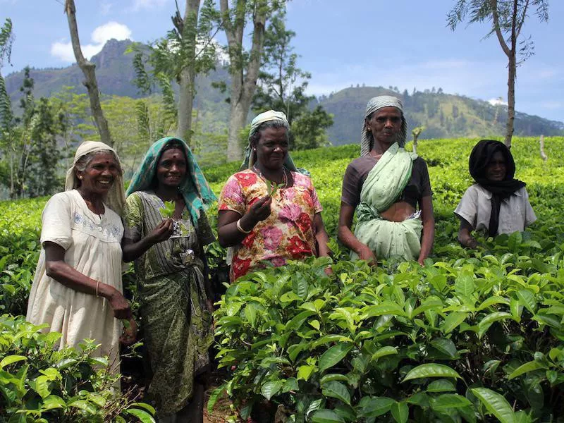 Tamil farmers