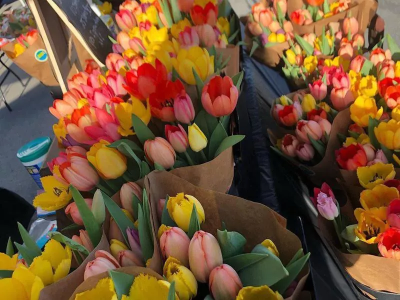 Flowers at the South Anchorage Farmers Market