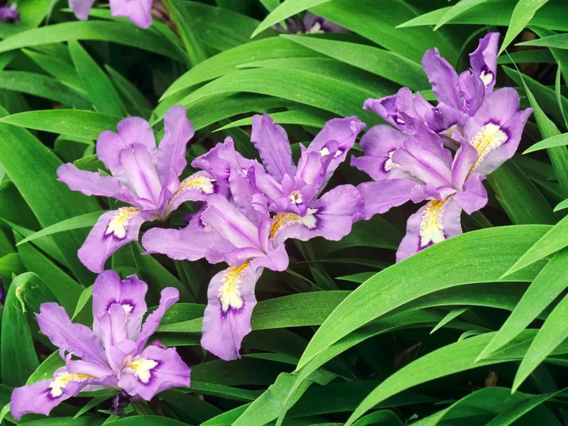 Crested Dwarf Iris in the Great Smoky Mountains National Park