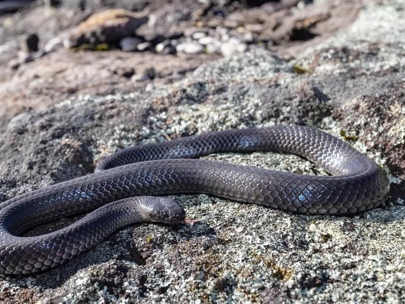 Eastern small-eyed Snake