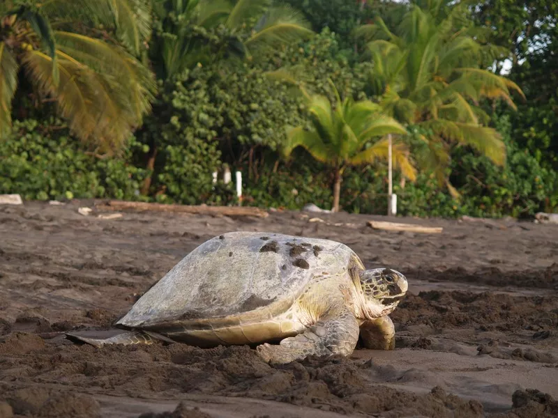 Sea turtle in Tortuguero National Park, Costa Rica