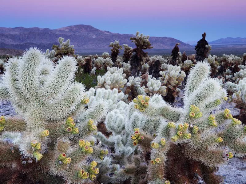 Joshua Tree