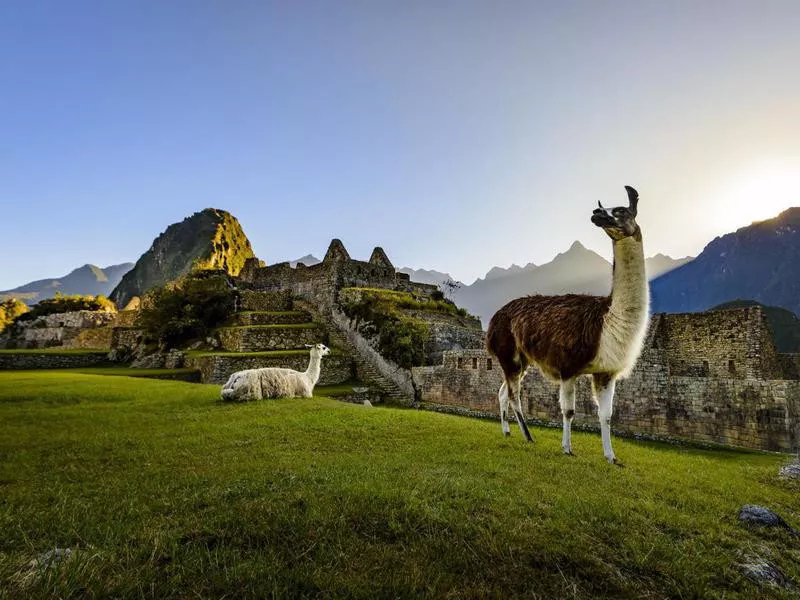 Llamas in Machu Picchu