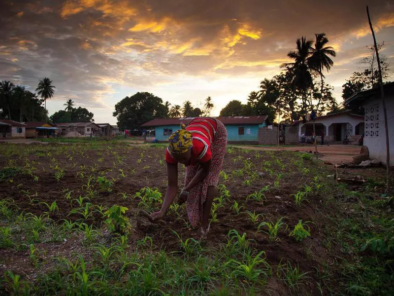 Sierra Leone farm