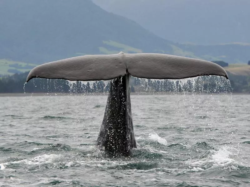 sperm whale