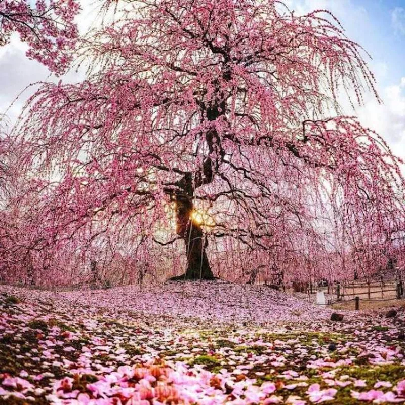 Cherry blossoms in Manchester, England