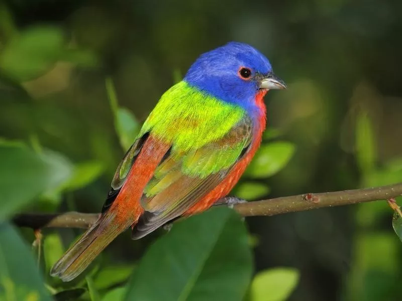 Painted Bunting