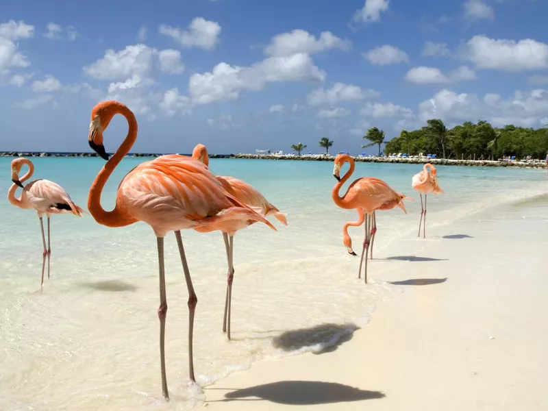 Flamingos on the beach in Aruba