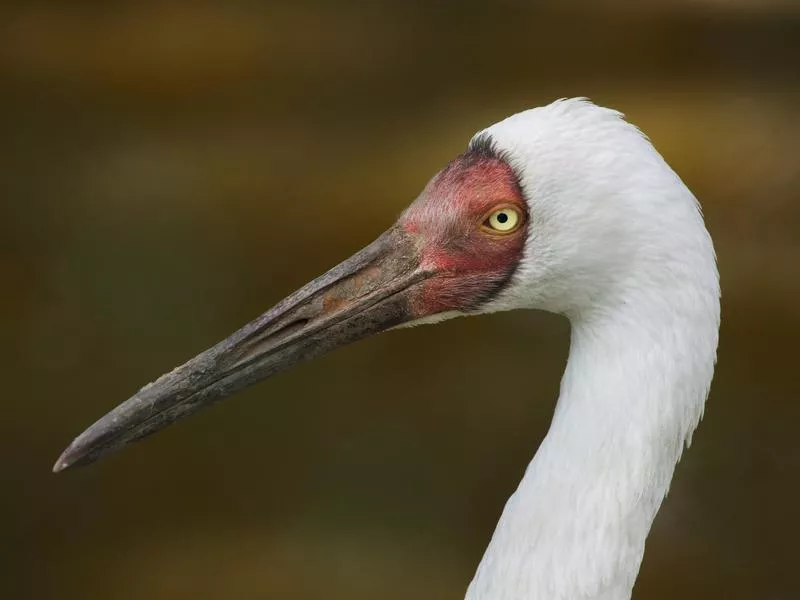 Siberian Crane