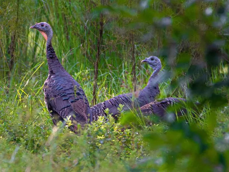 Wild Turkeys