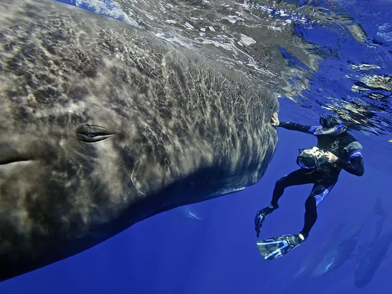 Swimming with whales in Dominica